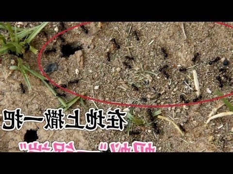 廚房 螞蟻